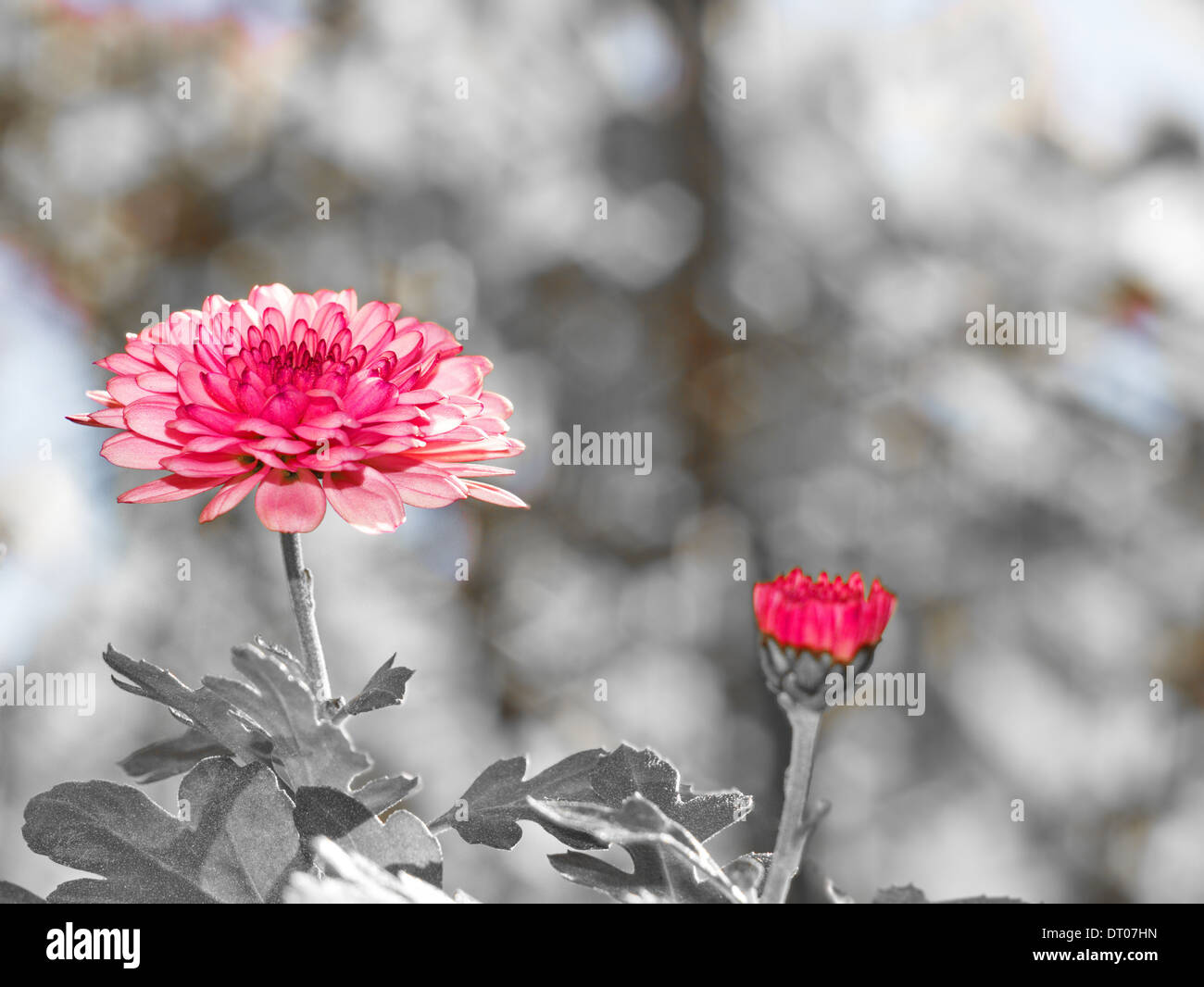 Chrysanthèmes, parfois appelé mamans ou chrysanths, sont des plantes à fleurs du genre Chrysanthemum de la famille des Astéracées. Banque D'Images