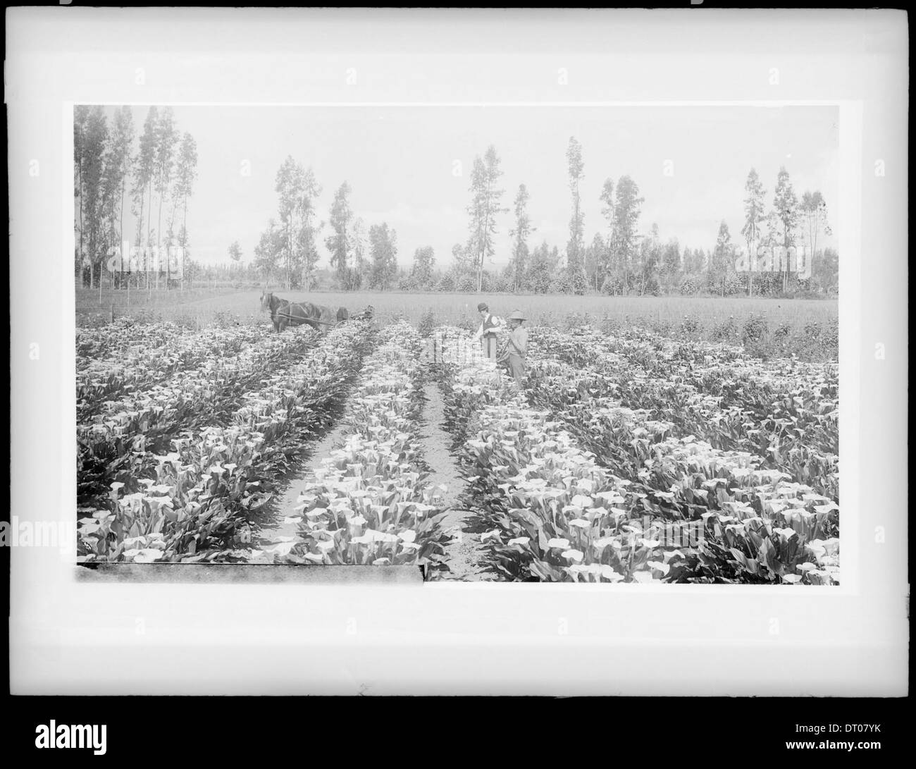 Un champ de lys calla fleuris avec deux hommes et un cheval de travail photographié vers 1900, capturant la scène agricole de l'époque. Banque D'Images