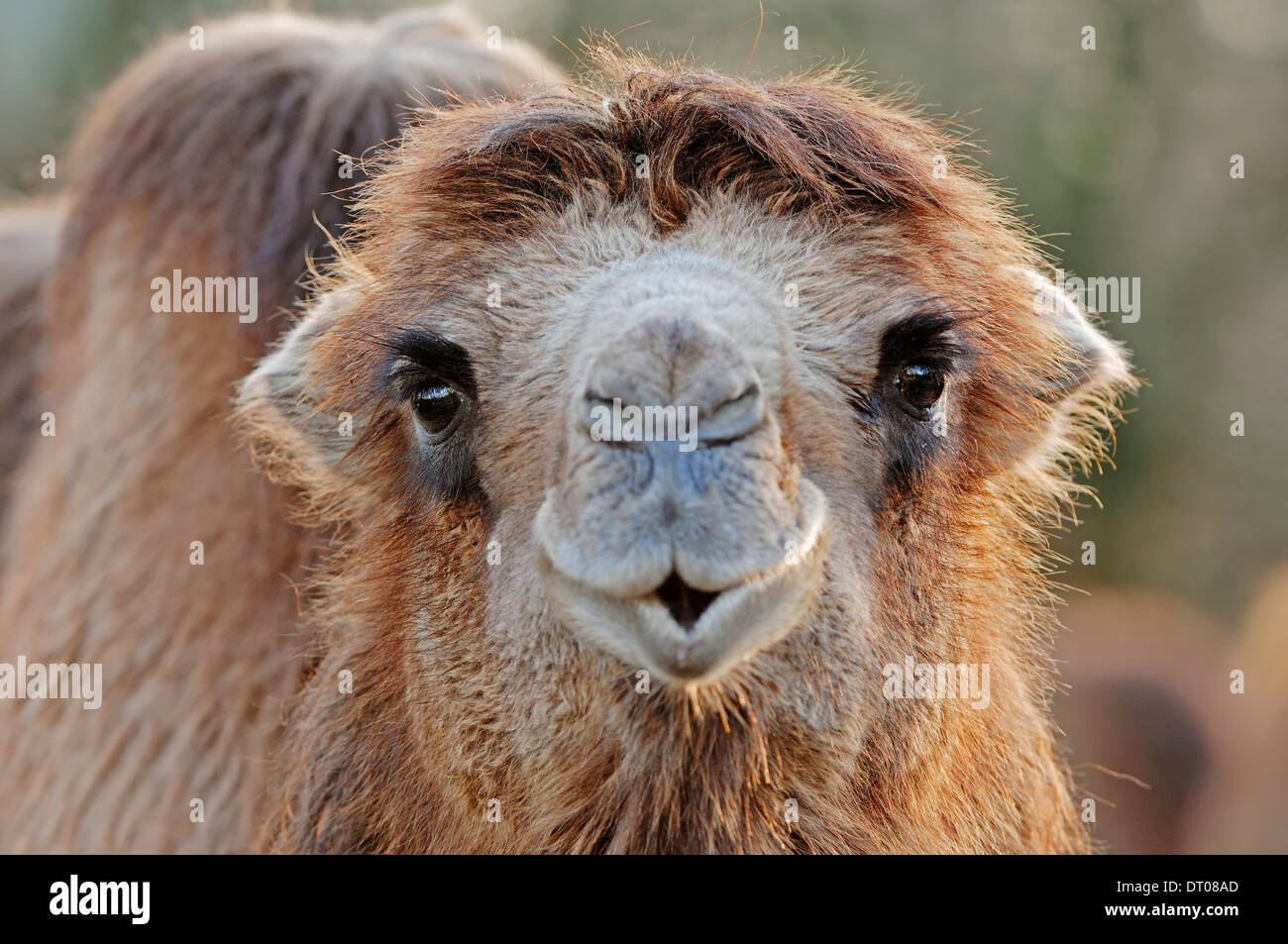 Chameau ou Chameau de Bactriane (Camelus bactrianus ferus, Camelus bactrianus bactrianus) Banque D'Images