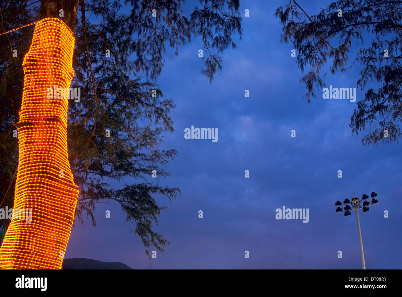 Fairy Lights sur un Palm Tree Phuket Thaïlande Banque D'Images