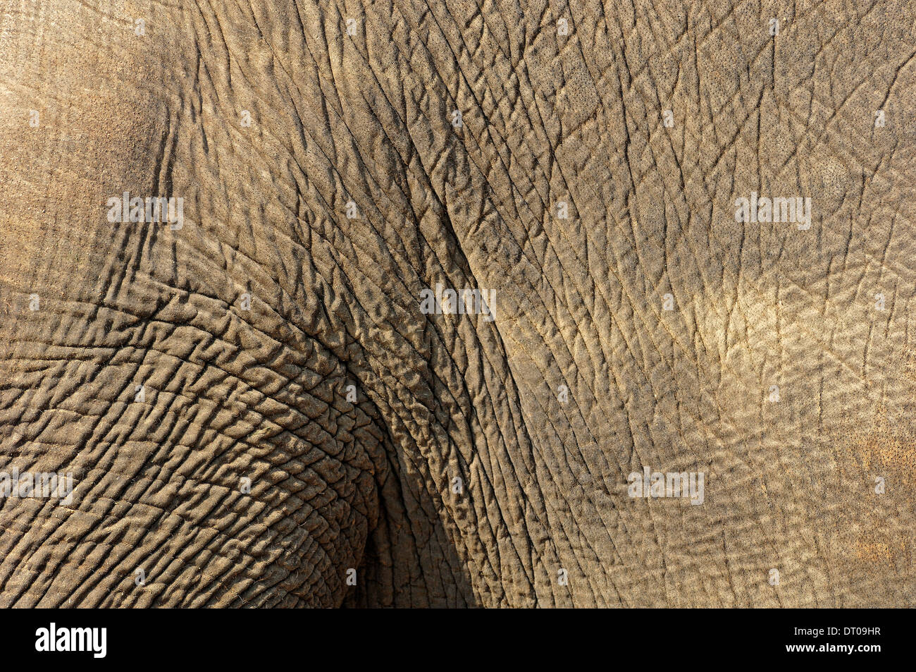 L'éléphant indien ou l'éléphant d'Asie (Elephas maximus), détail de la peau Banque D'Images