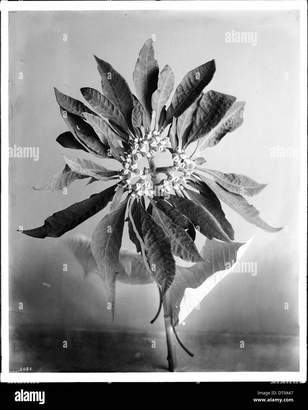 Une photographie rapprochée d'une plante poinsettia, prise vers 1920, mettant en évidence les feuilles rouges éclatantes et les détails complexes de la plante. Banque D'Images