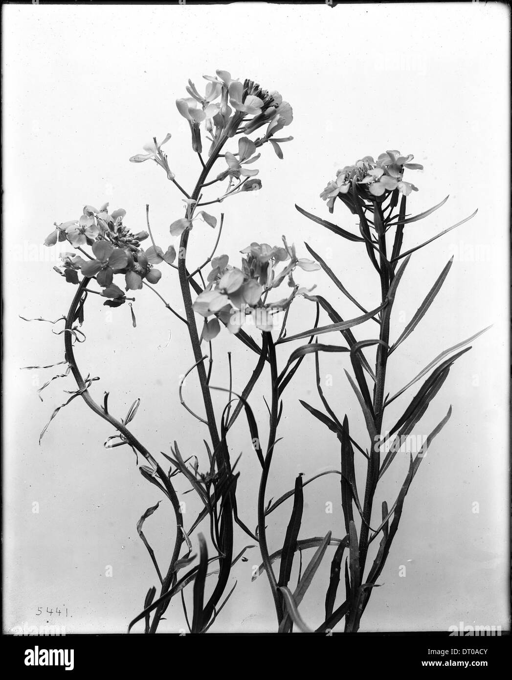 Une photographie rapprochée d'un spécimen d'une fleur sauvage occidentale, prise vers 1920, montrant les détails de l'apparence de la fleur. Banque D'Images