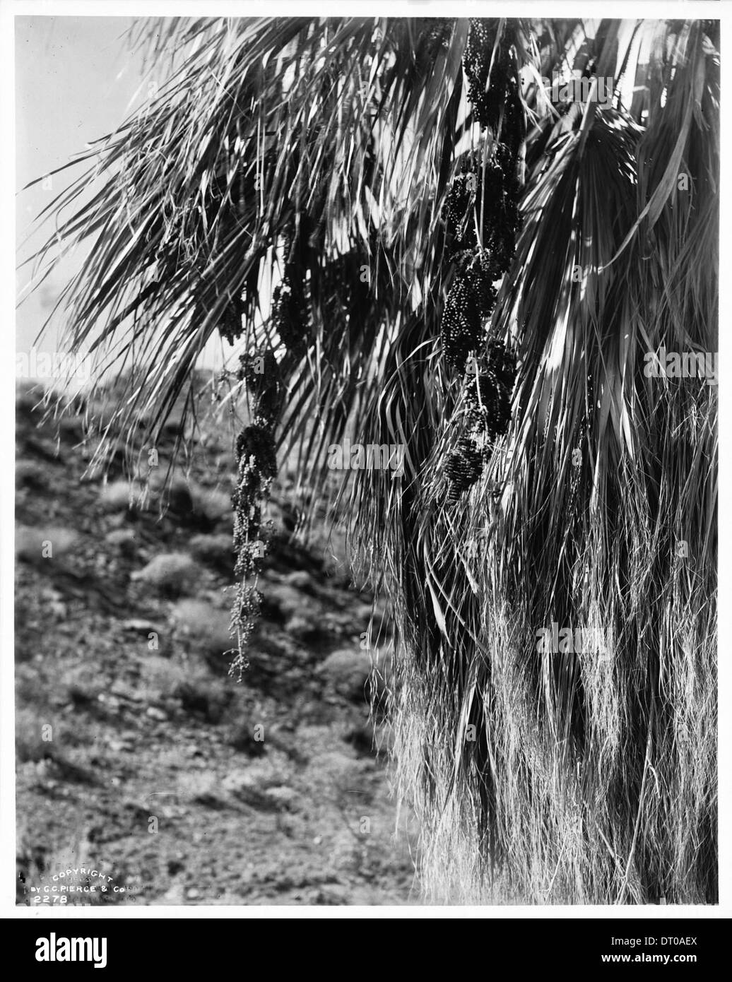 Vue rapprochée de fruits sur des palmiers en éventail (Washingtonia Filifera) à Riverside, photographiés entre 1903 et 1920. L'image se concentre sur les caractéristiques détaillées du fruit du palmier. Banque D'Images