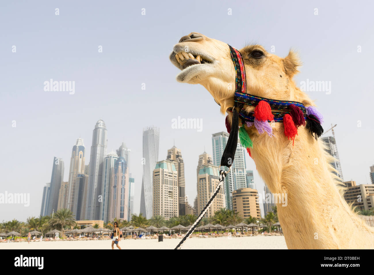 Chameau touristique sur la plage au quartier du port de plaisance de Dubaï en Émirats Arabes Unis Banque D'Images
