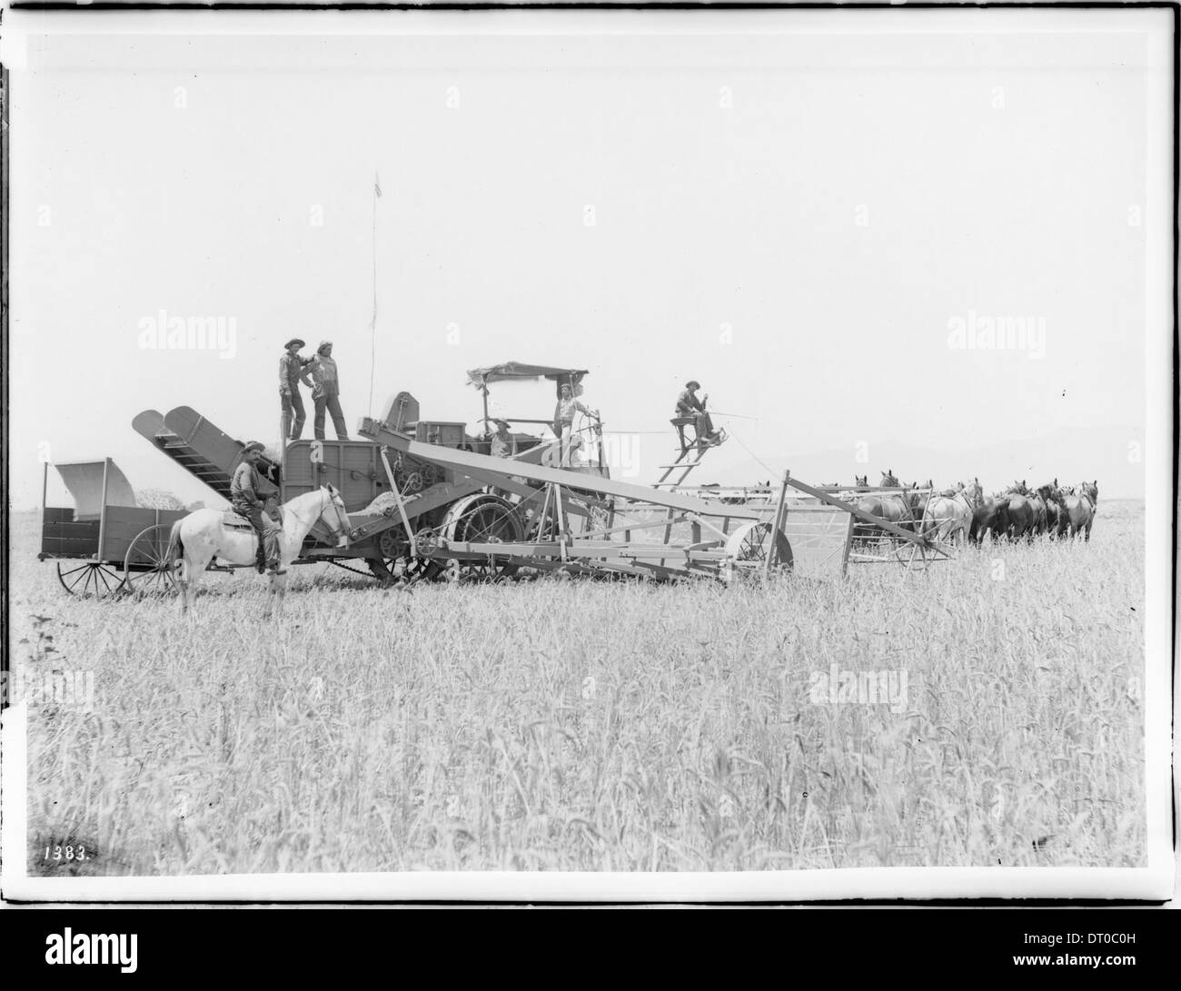 Une moissonneuse-batteuse est montrée en fonctionnement sur un ranch Van Nuys capturé entre 1890 et 1900. Banque D'Images