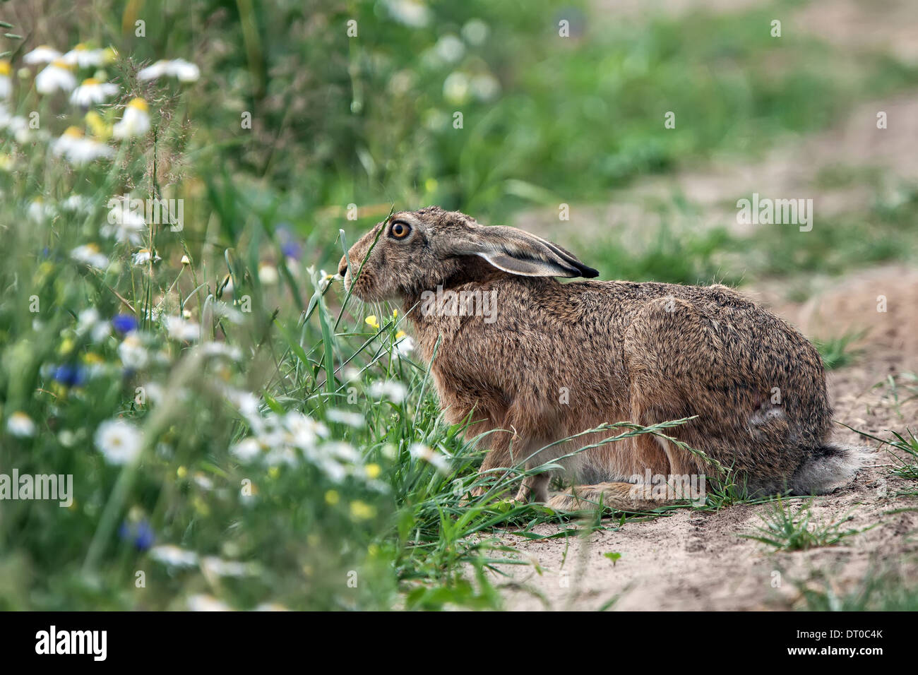 Hare dans l'herbe, à l'état sauvage. Banque D'Images