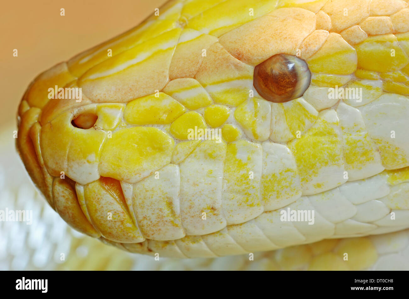 Python indien ou sombre Python (Python molurus bivittatus) Golden Thai Python Banque D'Images