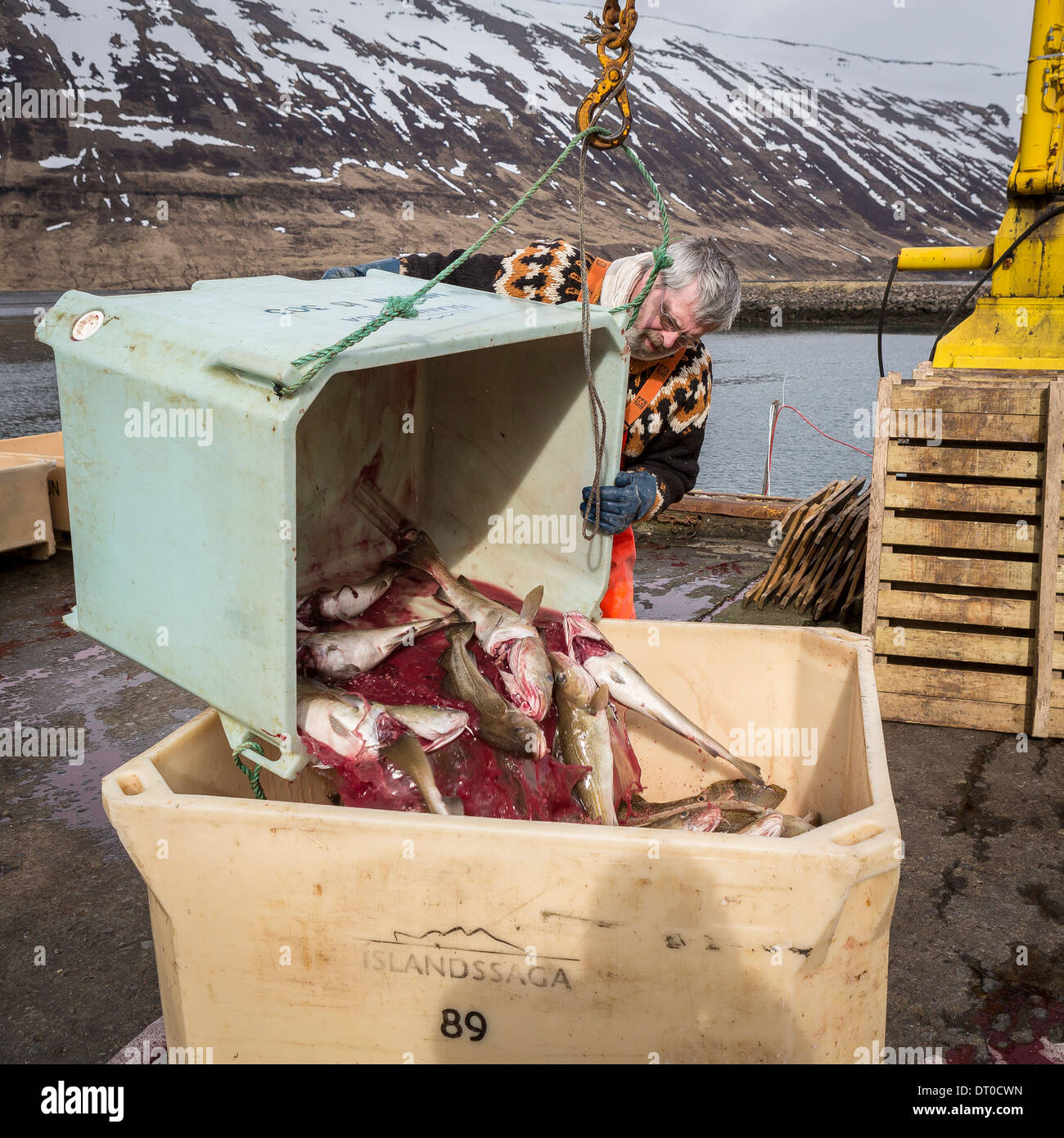 La morue fraîche en cours de déchargement au port de Sudureyri, Islande, Fjords de l'Ouest Banque D'Images La morue fraîche en cours de déchargement au port de Sudureyri, Islande, Fjords de l'Ouest Banque D'Images