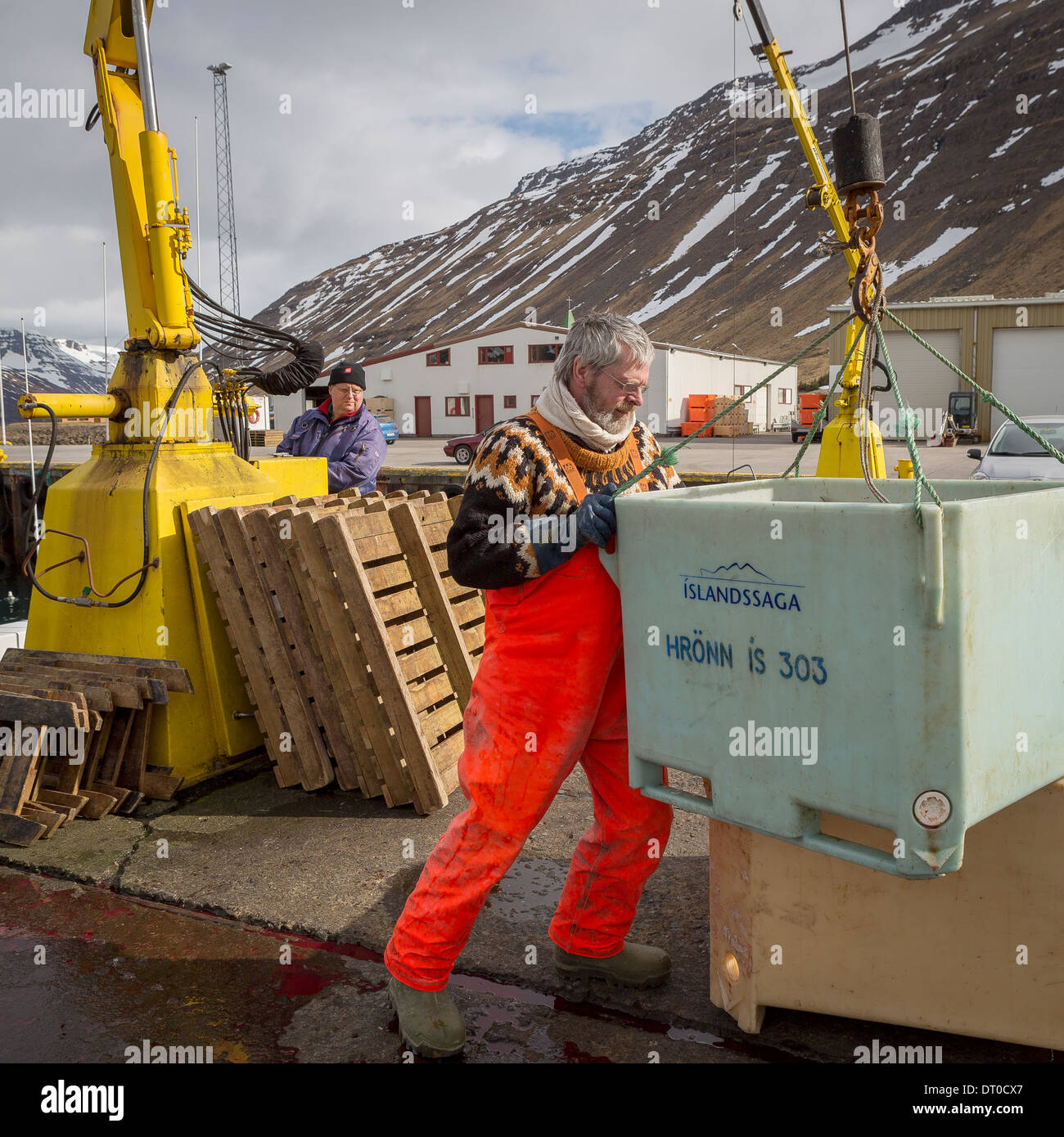 La morue fraîche en cours de déchargement au port de Sudureyri, Islande, Fjords de l'Ouest Banque D'Images La morue fraîche en cours de déchargement au port de Sudureyri, Islande, Fjords de l'Ouest Banque D'Images