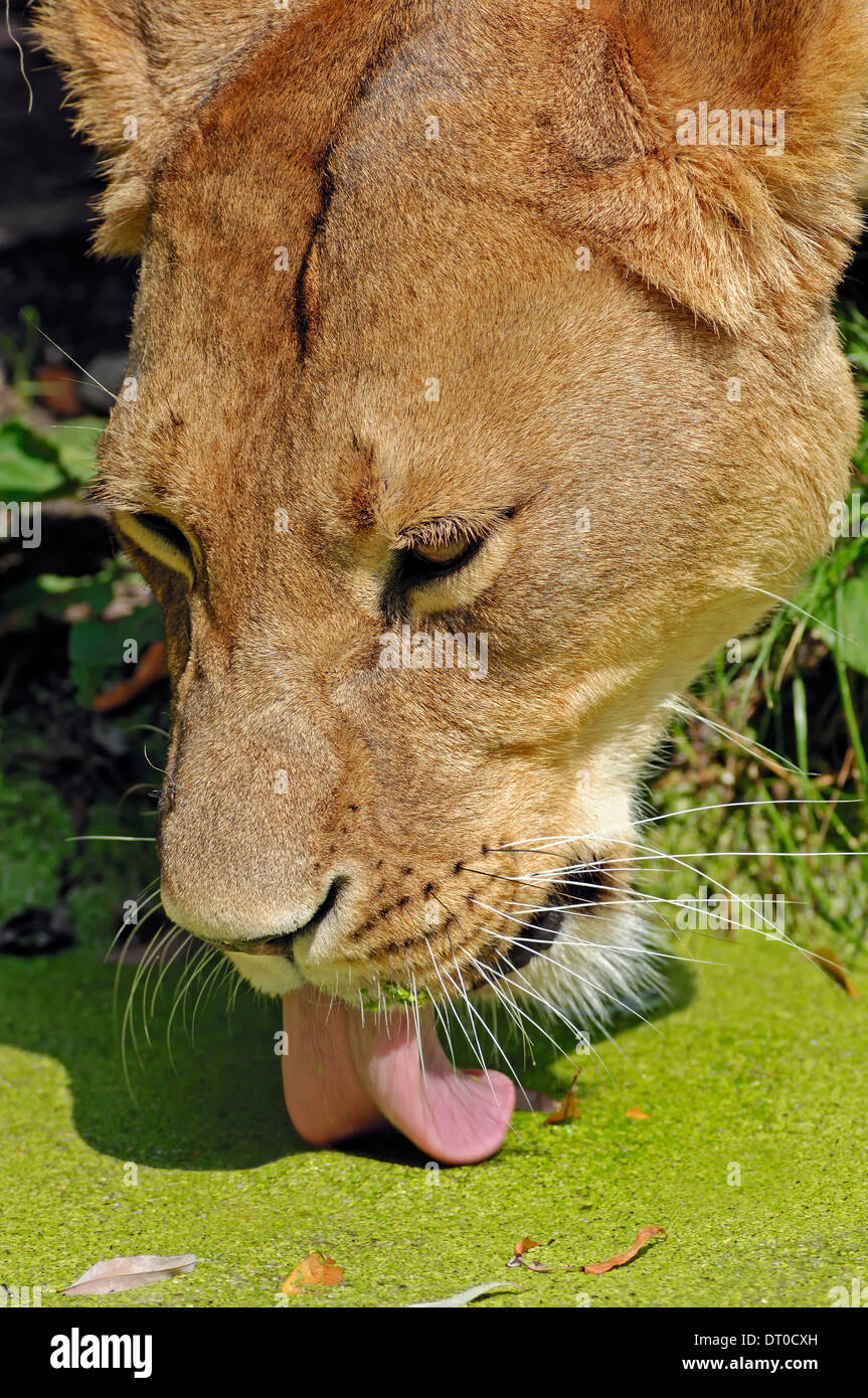 L'African Lion (Panthera leo), lionne Banque D'Images