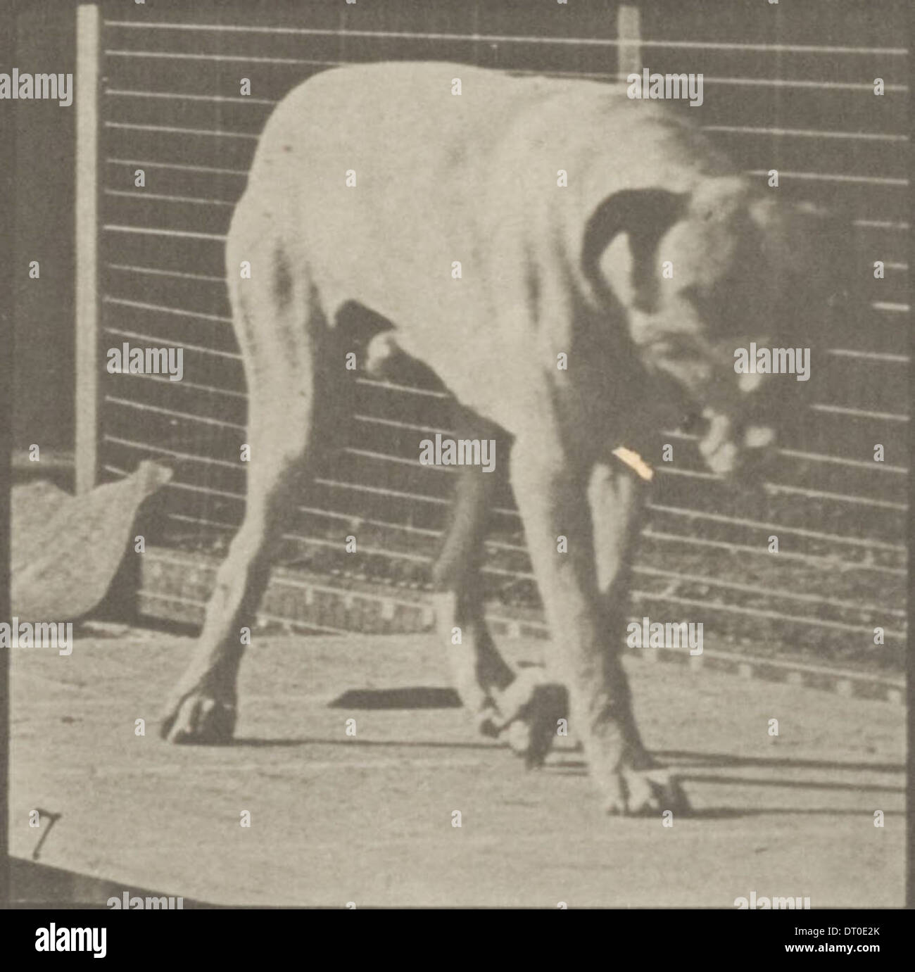 Un chien nommé Dread est représenté marchant sur cette photographie, mettant en évidence l'animal en mouvement et ses traits distinctifs. Banque D'Images
