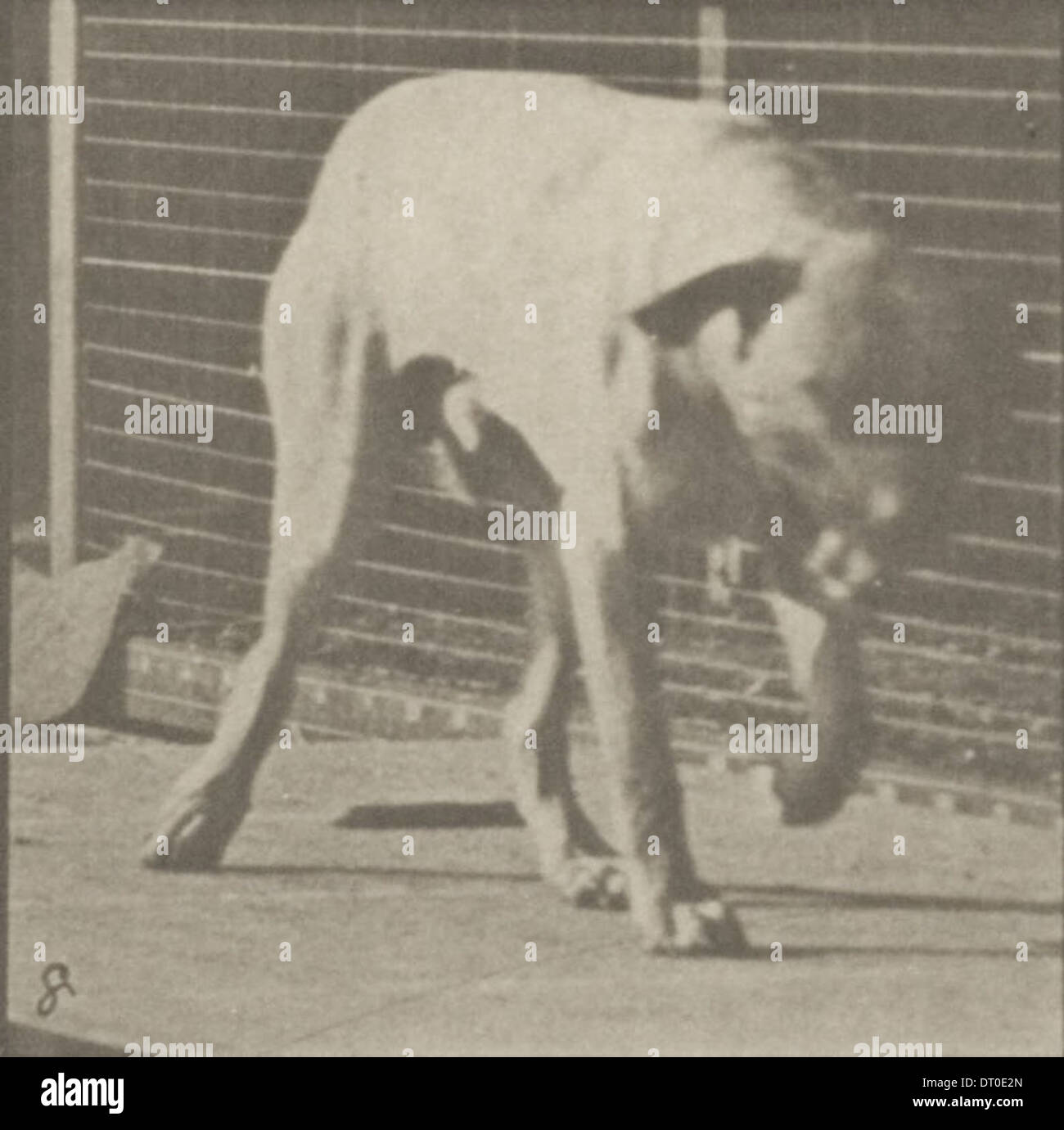 Un chien nommé Dread est montré en train de marcher, capturé en mouvement dans un cadre naturel en plein air. Banque D'Images