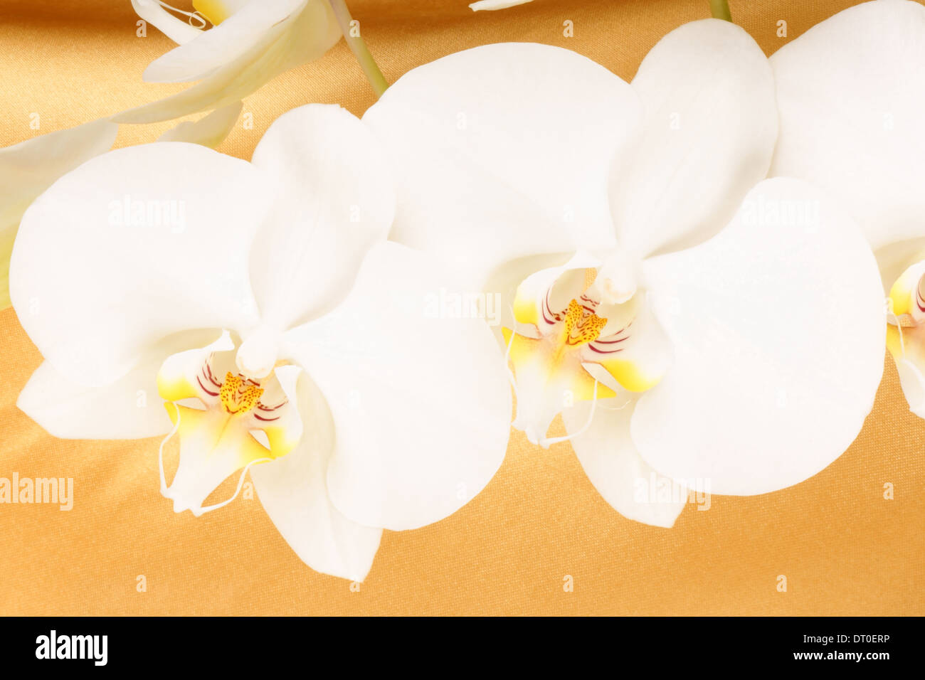 Orchidée Phalaenopsis aphrodite (lune) sur un tissu jaune arrière-plan. Banque D'Images