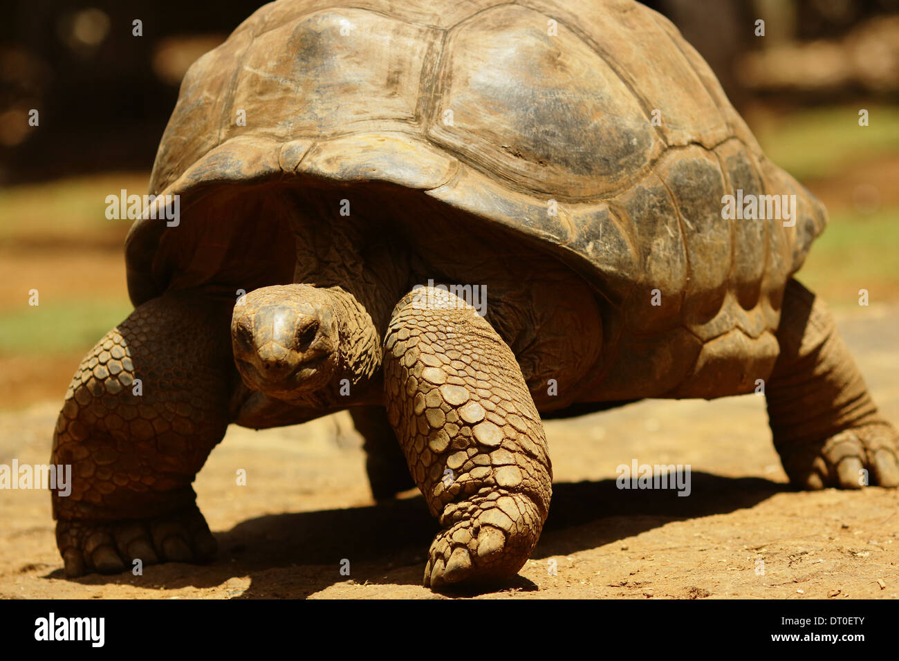 Les tortues terrestres sont une famille de reptiles terrestres dans l'ordre Testudines. Banque D'Images