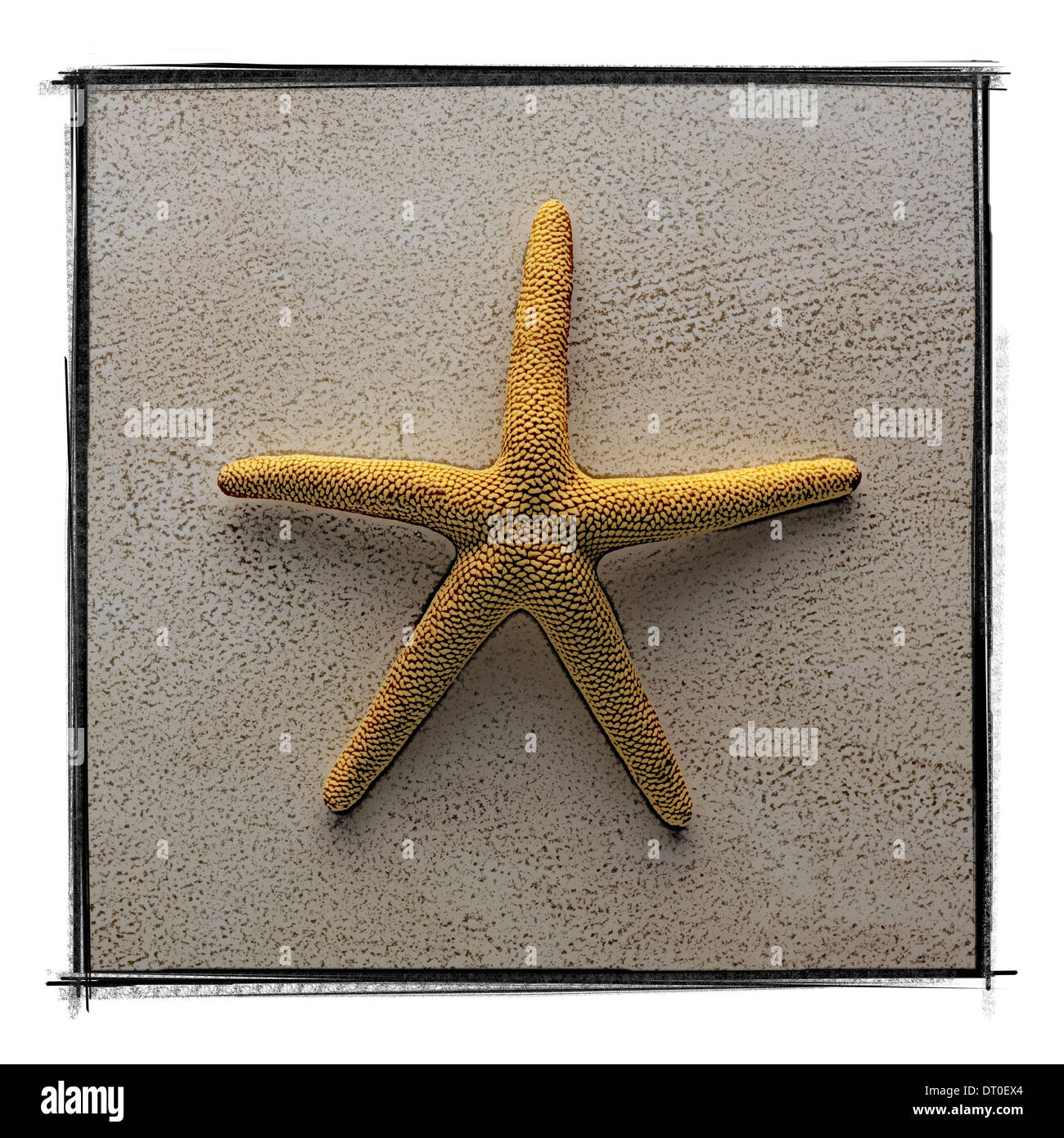 Étoile de mer Banque D'Images