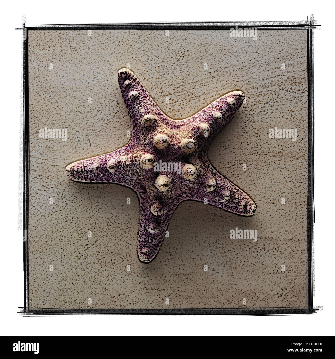 Étoile de mer Banque D'Images