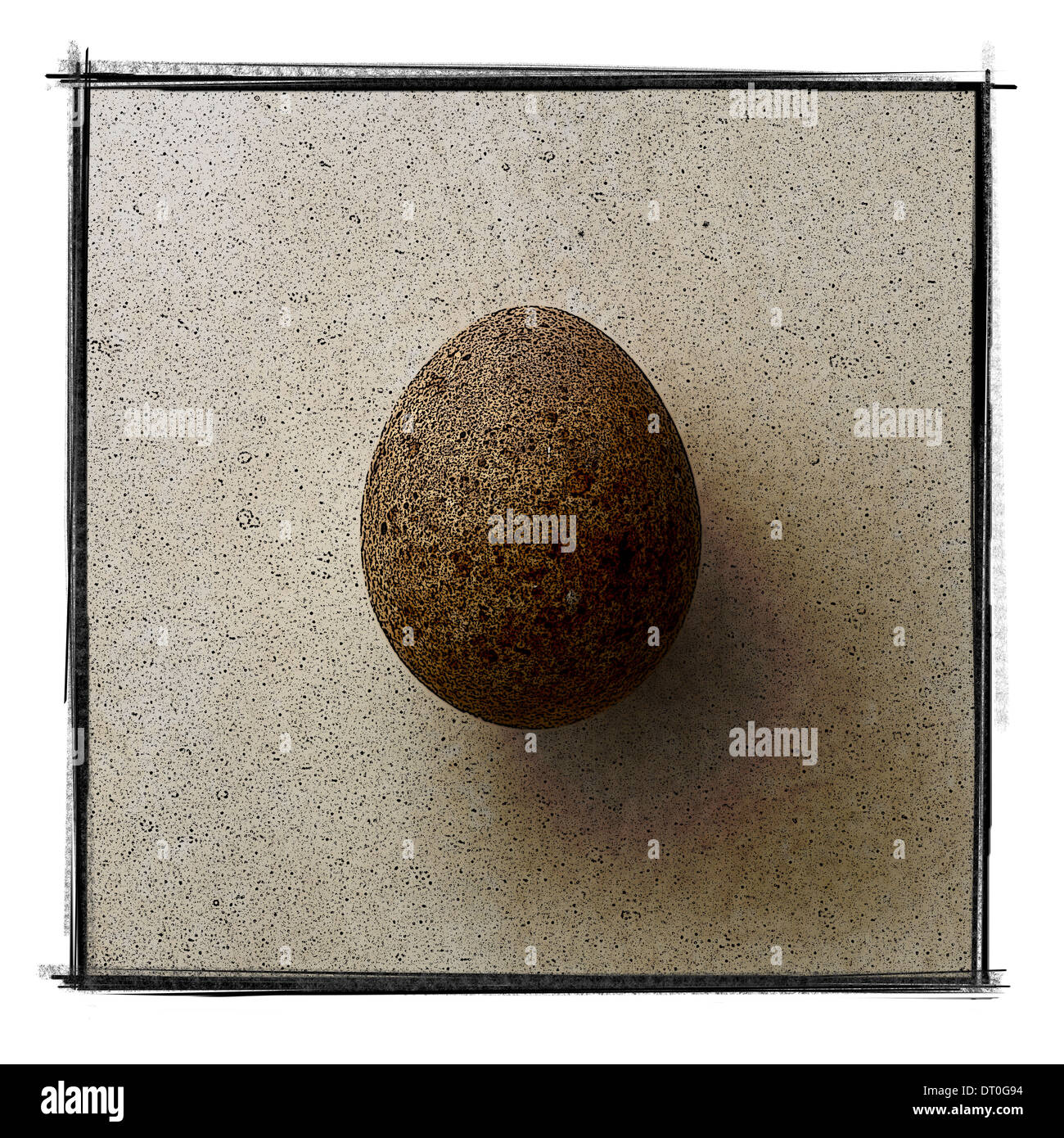 Oeufs d’oiseaux Banque D'Images