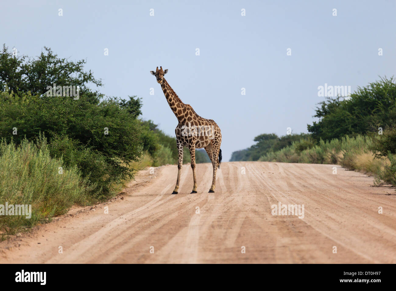 Une seule girafe se dresse haut sur la chaussée en Namibie Banque D'Images