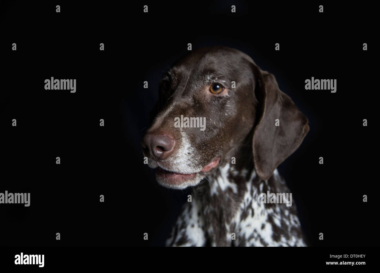 Photo de chien dans l'environnement studio Banque D'Images