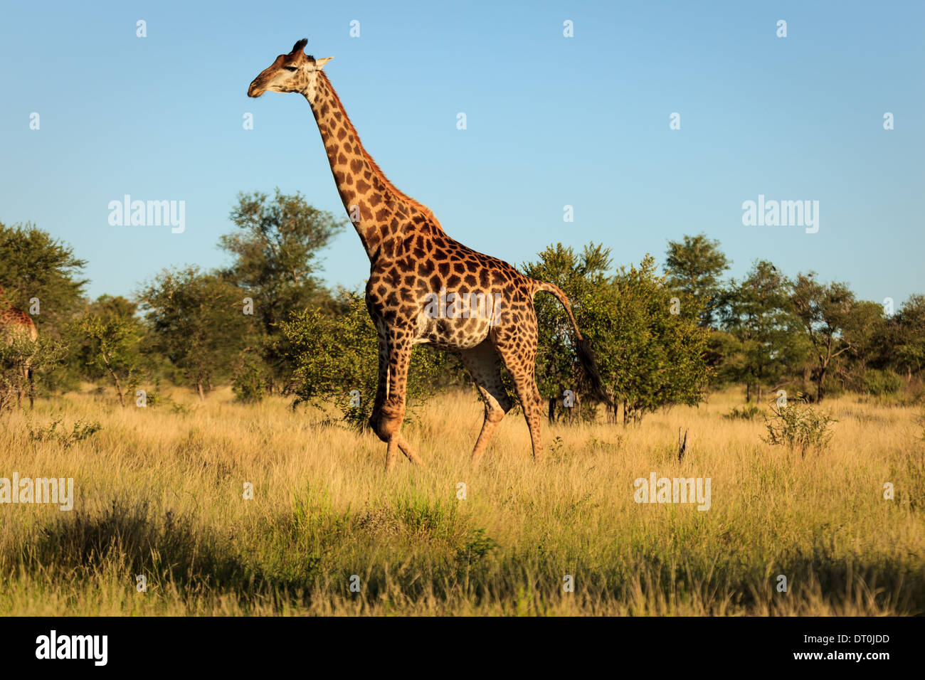 Seul jeune girafe présentée contre un ciel bleu dans les prairies d'Afrique du Sud Banque D'Images