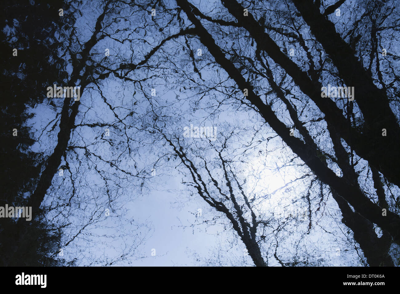 Arbres se reflétant dans la surface de l'eau était au crépuscule, USA Banque D'Images