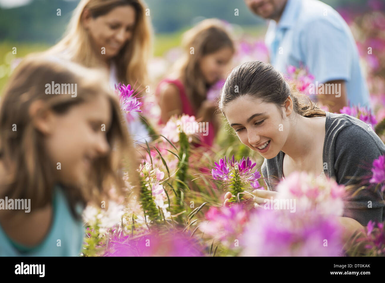 Woodstock, New York USA cinq personnes parmi les fleurs fleurs bio Farm Banque D'Images