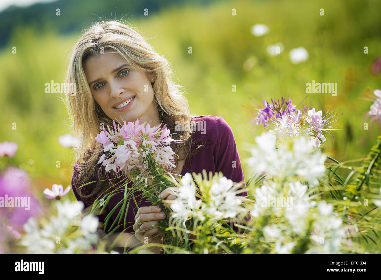 Woodstock, New York USA femme en jardin de fleurs sur fleurs bio farm Banque D'Images