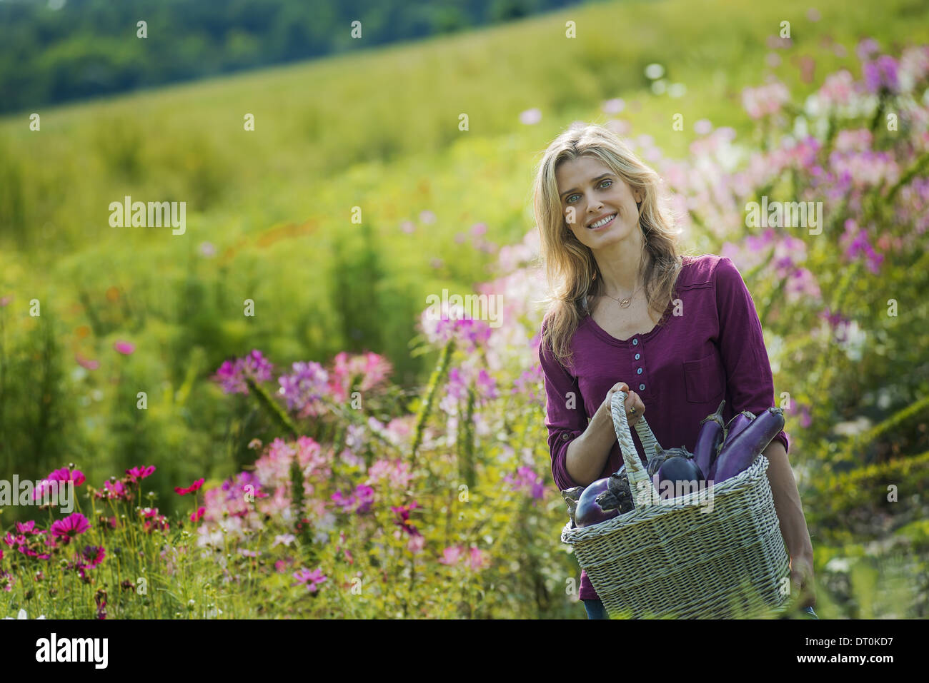 Woodstock, New York USA femme en jardin de fleurs fleur bio farm Banque D'Images