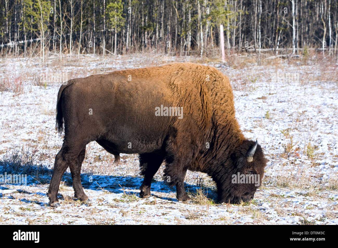 Les bisons du parc national Wood Buffalo, Territoires du Nord-Ouest, Canada Banque D'Images