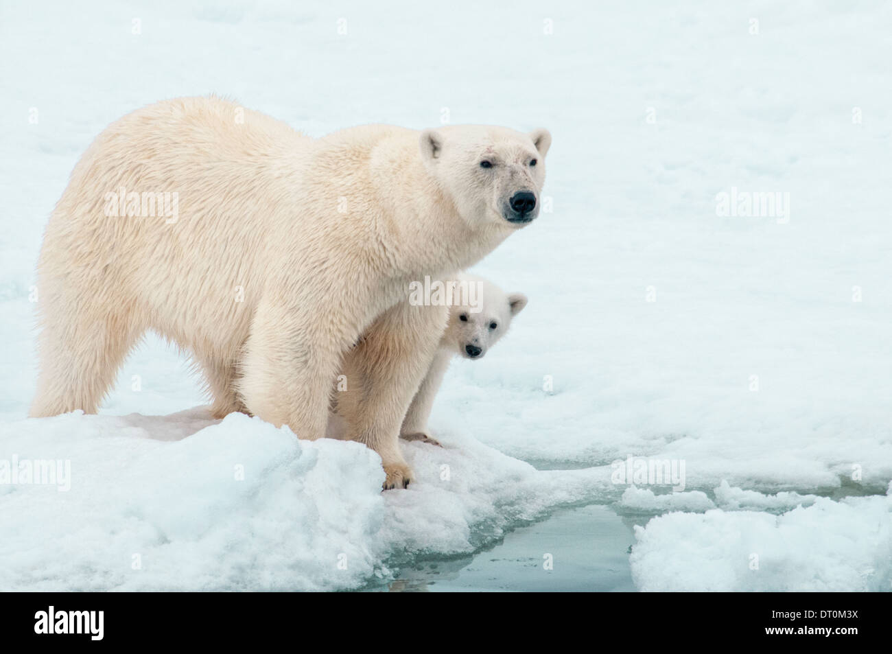 Mère Ours polaire avec Cub se cacher derrière elle, Ursus maritimus, Olgastretet la banquise, Spitzberg, archipel du Svalbard, Norvège Banque D'Images