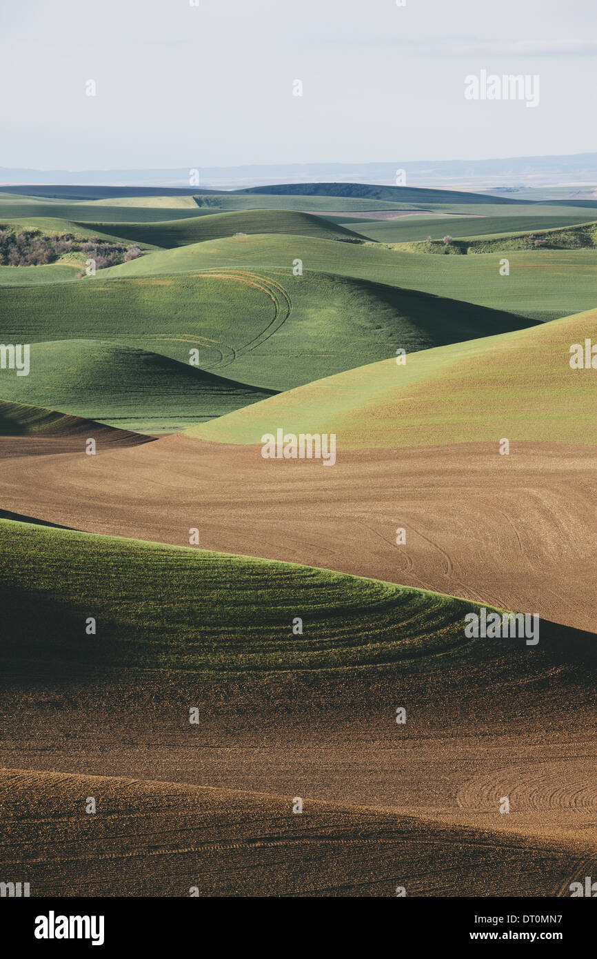 Washington USA vue sur collines verdoyantes et de champs d'élevage Banque D'Images