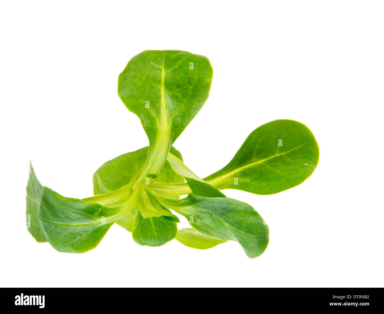 Fres isolé terrain vert feuilles de salade. Banque D'Images