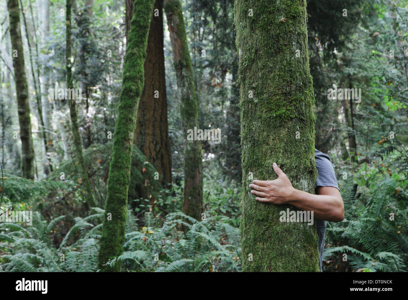 Seattle Washington USA Man hugging tree dans la luxuriante forêt verte Banque D'Images