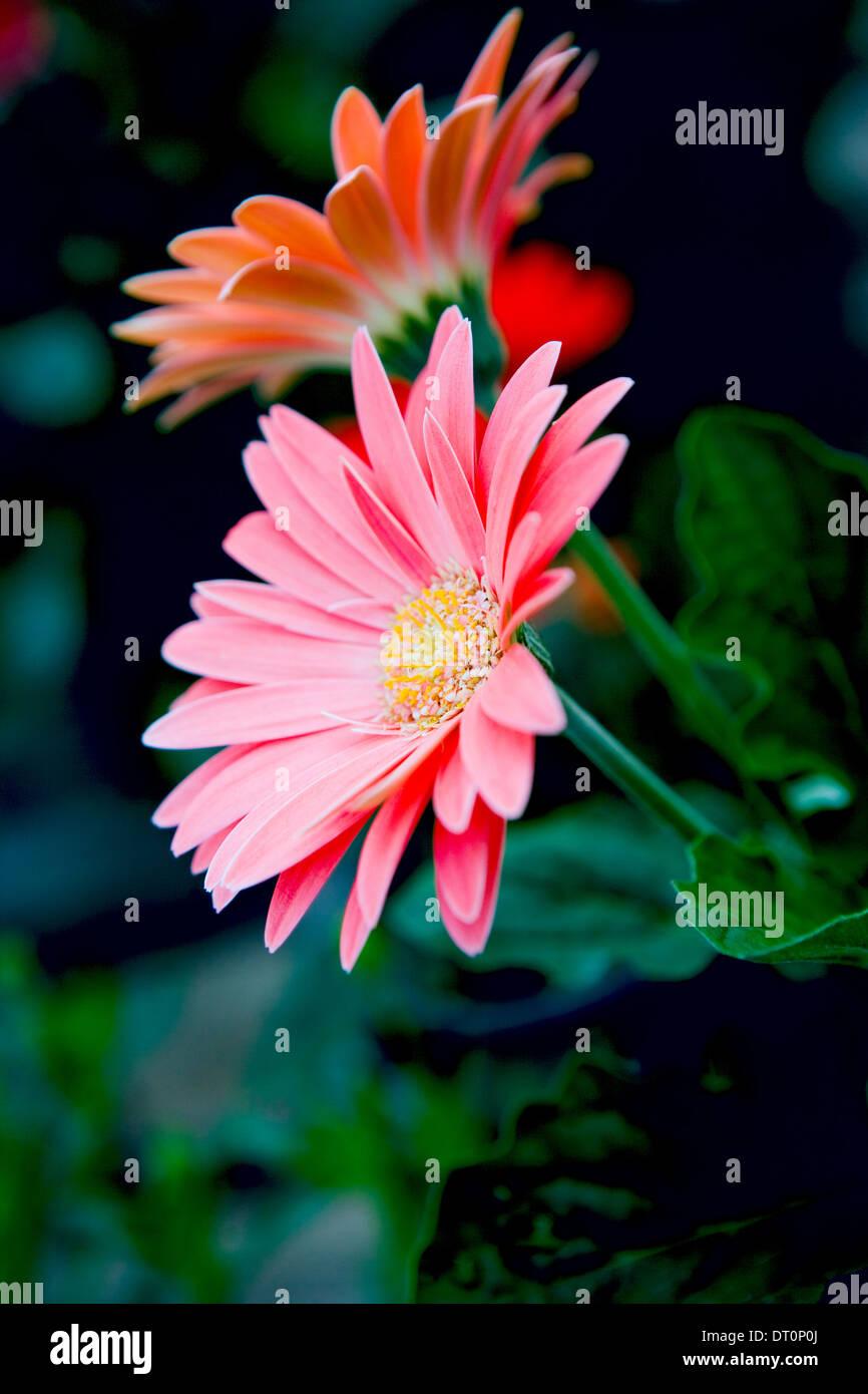 Marguerites africaines rose Banque D'Images