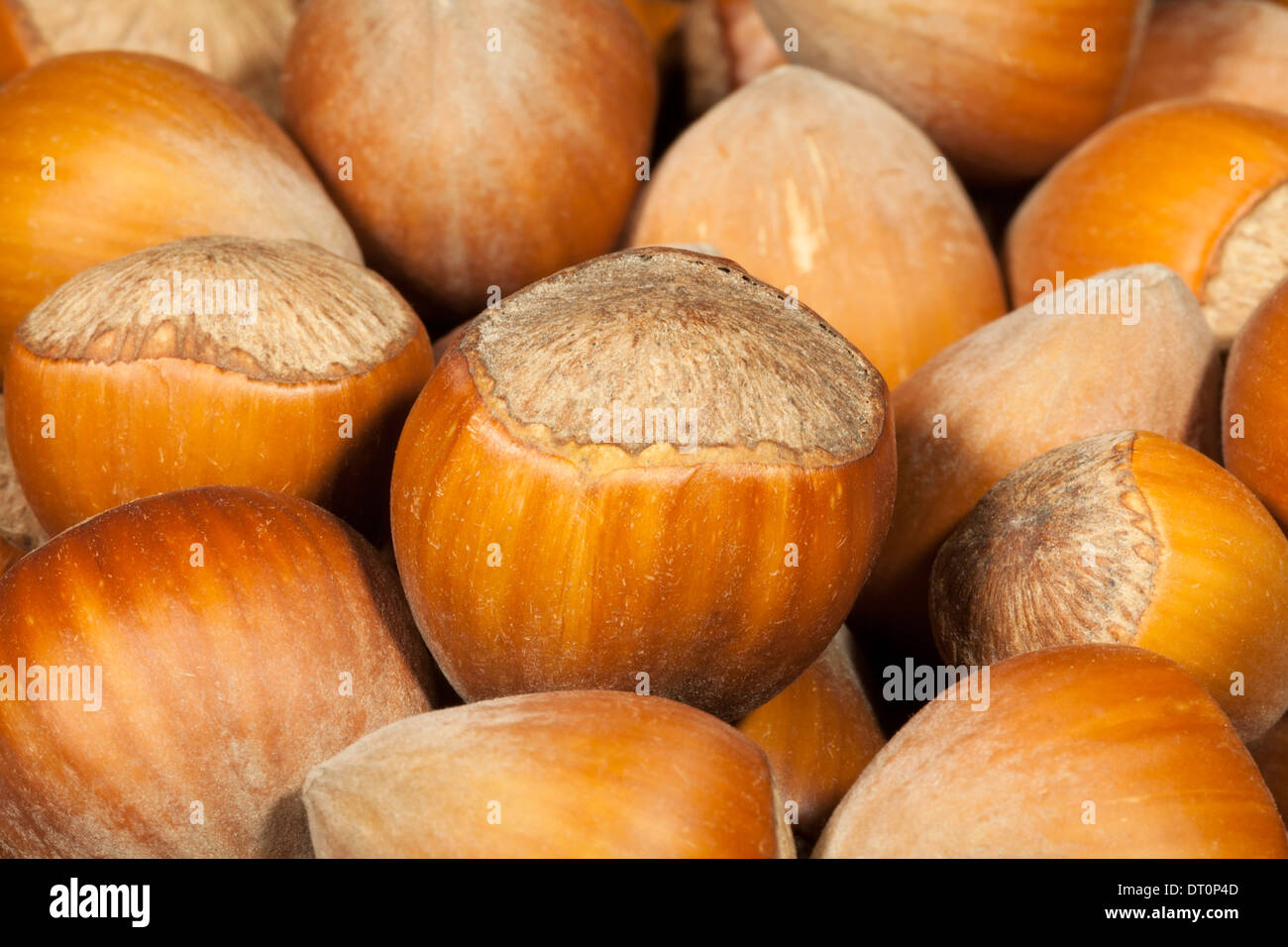 Macro closeup détail accent noisettes Banque D'Images