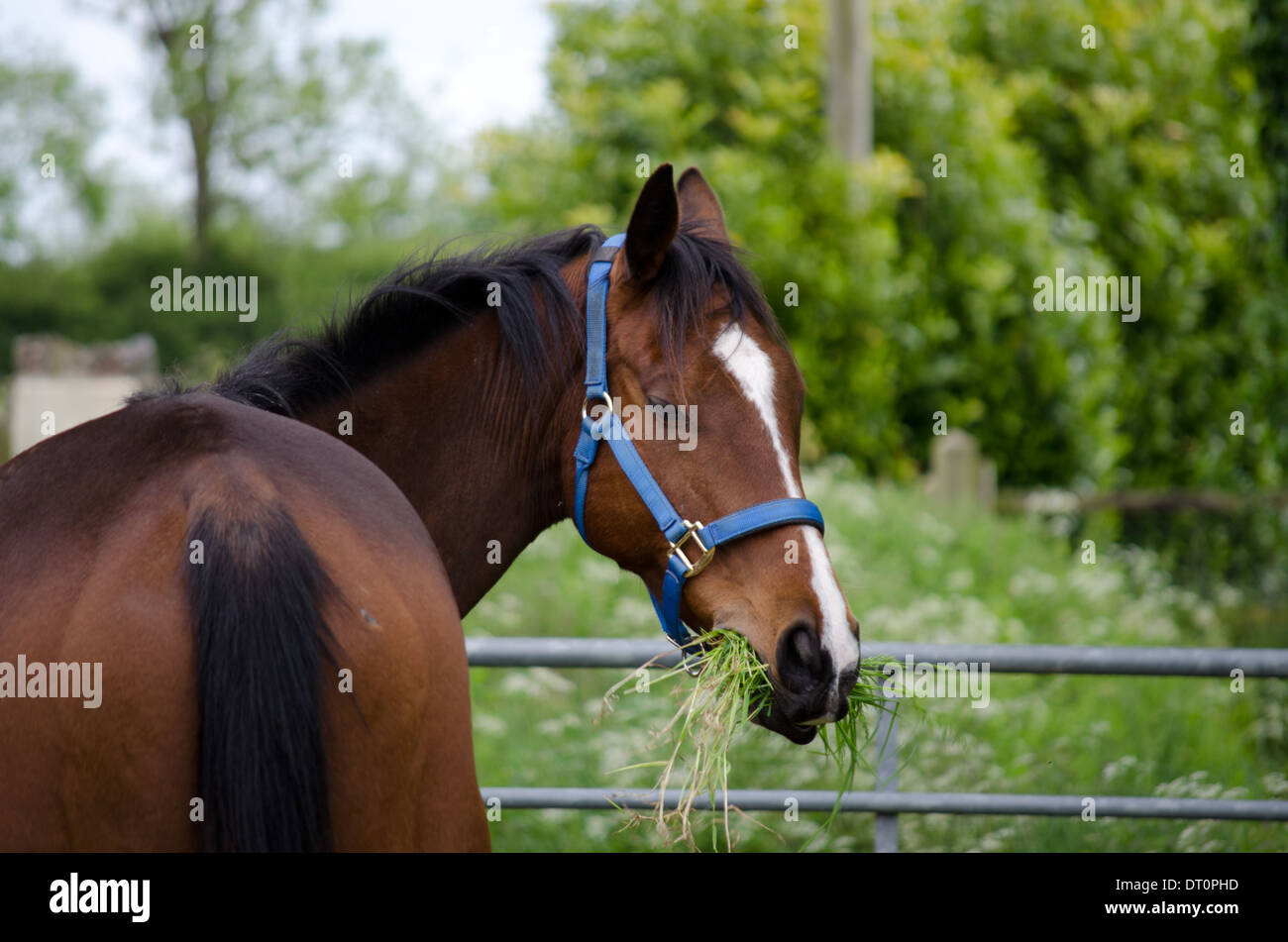 Un cheval pur-sang mange de l'herbe Banque D'Images