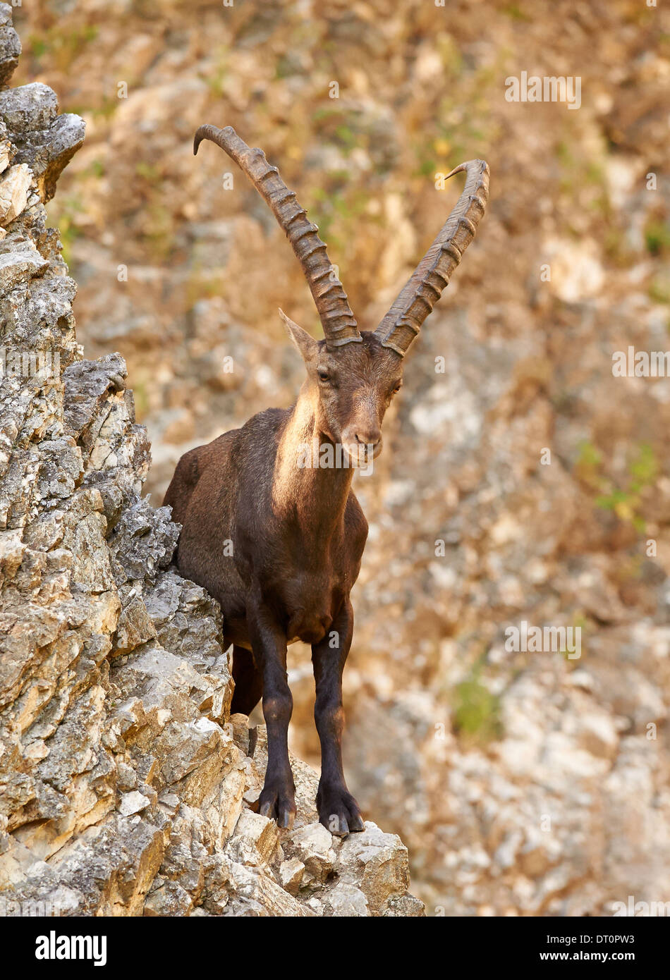 Steinbock ou Bouquetin des Alpes (Capra ibex) debout sur une falaise rocheuse Banque D'Images
