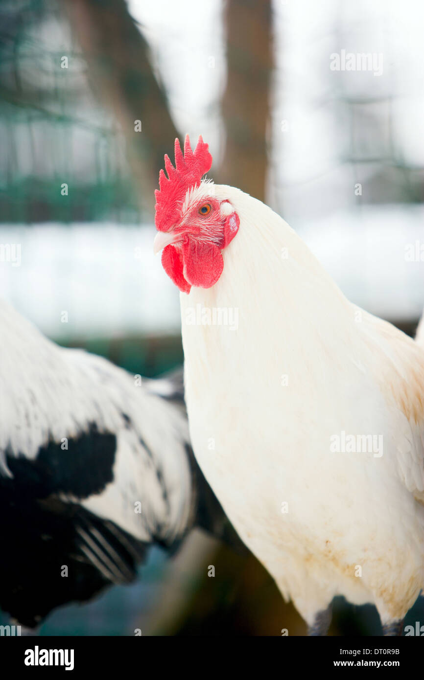 Coq Phoenix blanc Banque D'Images