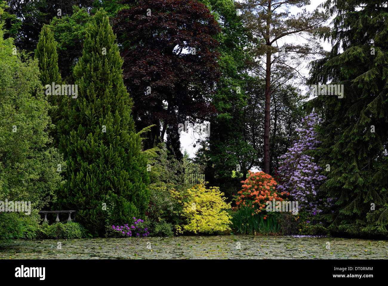 Arbre arbustes arbustes rhododendron lac étang lily couverts altamont gardens carlow Irlande Banque D'Images