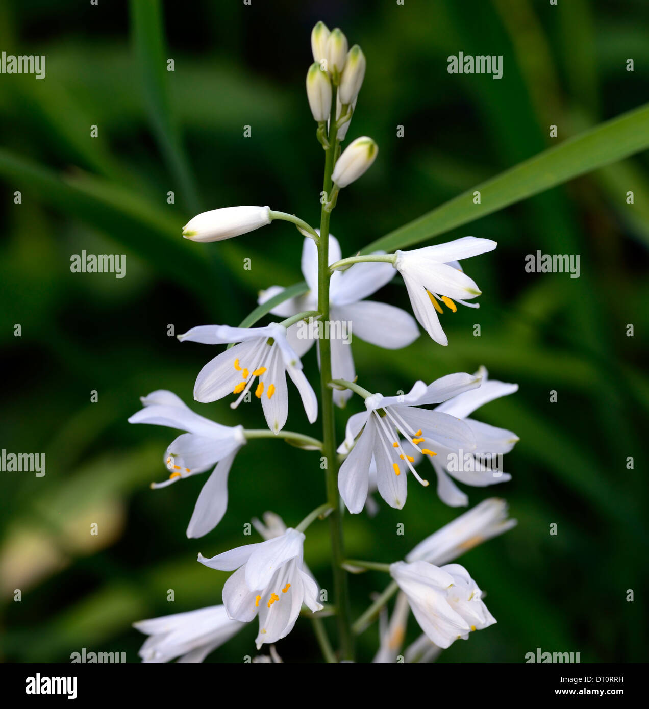 Anthericum liliago grande fleur blanche fleurs Floraison St Bernards panicule racème lily vivace spire spike Banque D'Images