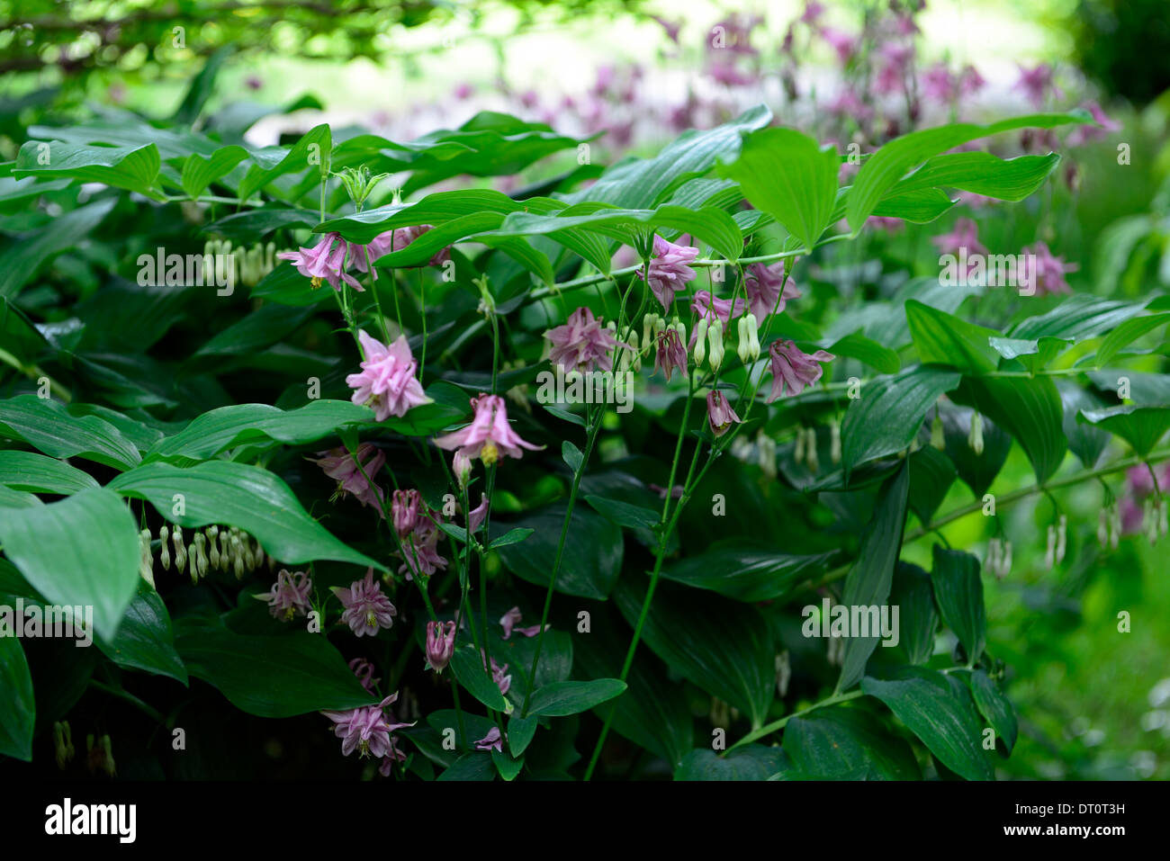 Aquilegia vulgaris ancolie nora barlow polygonatum multiforum double blanc  rose fleur fleurs ombre ombre ombre floraison Photo Stock - Alamy