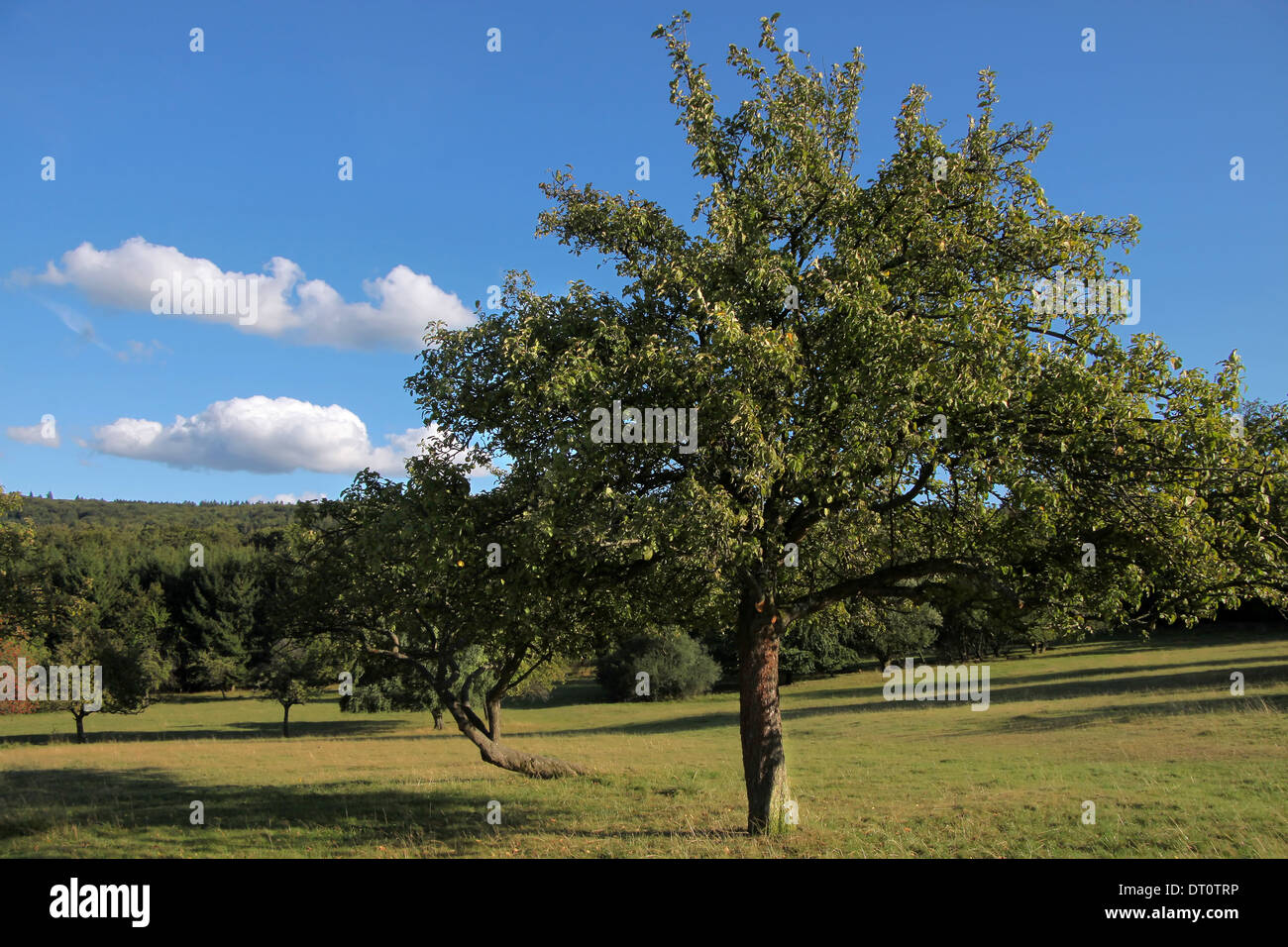 Vieux verger d'arbres fruitiers dans la région de l'heure d'été en Allemagne Banque D'Images