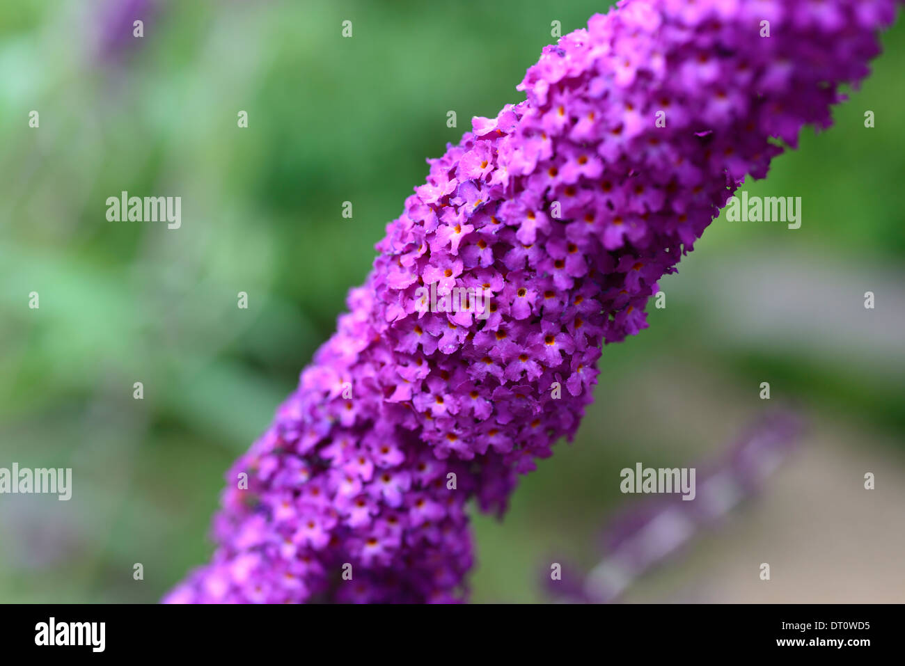 Buddleja davidii royal red portraits de plantes fleurs violettes spires d'arbustes feuillus selective focus buddleja Banque D'Images