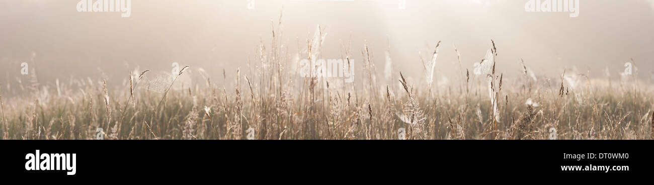Panorama d'un champ de foin ou d'herbe avec des toiles d'araignée sur un matin brumeux au lever du soleil Banque D'Images