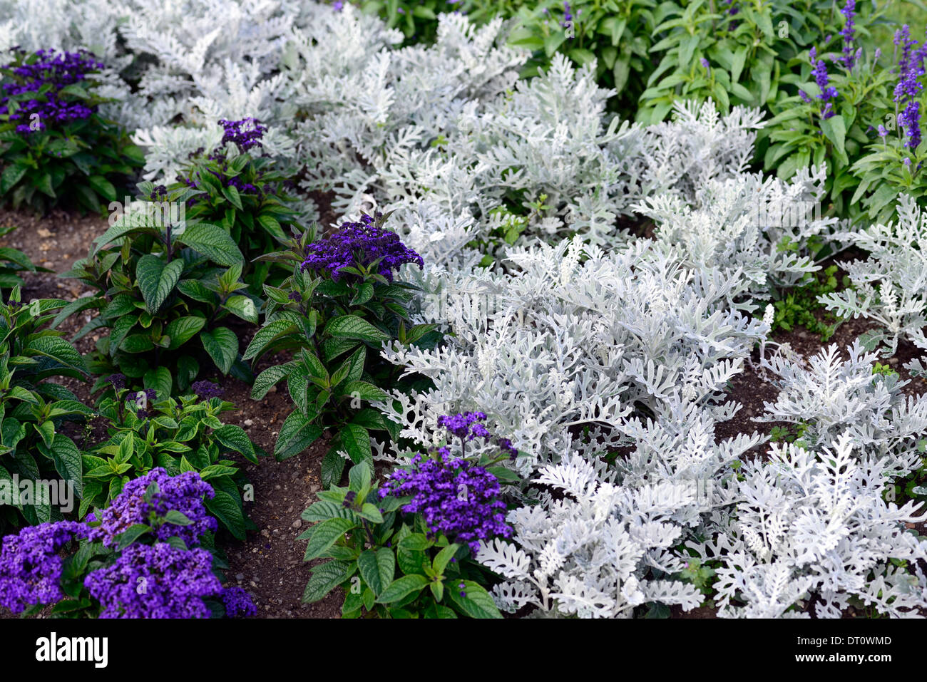 La poussière d'argent La cinéraire maritime héliotrope silver blue floraison fleurs combinaison couleur plantes à massifs afficher Banque D'Images