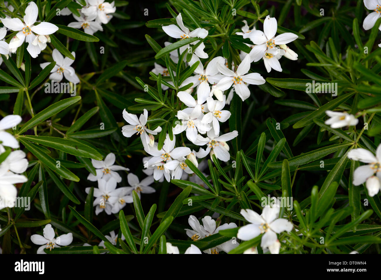 Choisya ternata aztec pearl floraison fleurs blanches parfumées parfumés arbustes arbustes feuillus Banque D'Images