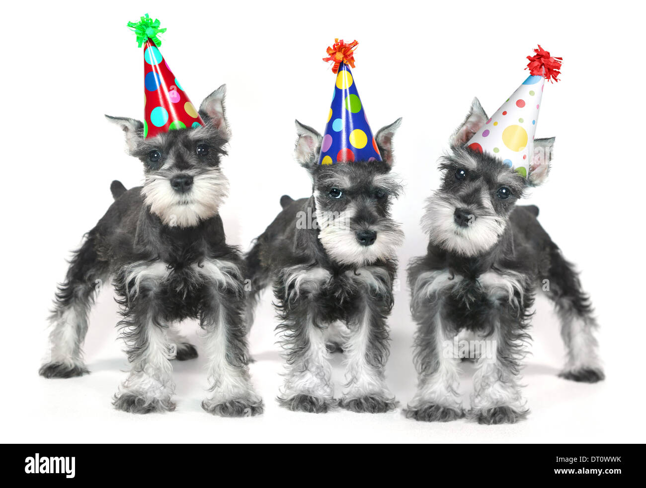 Adorable et mignon bébé chien chiot Schnauzer nain blanc sur Banque D'Images