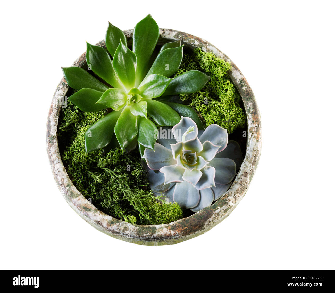 Photo de plantes à l'intérieur de la maison saine de vase sur fond blanc Banque D'Images