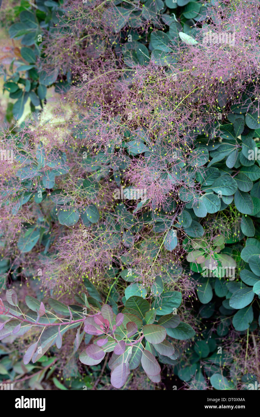 Cotinus fumer bush flower spray palmes petites fleurs feuilles caduques feuillage foncé arbre arbres plantes ornementales Banque D'Images